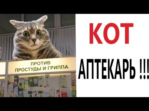 Видео: Лютые приколы. КОТ АПТЕКАРЬ!!! Самое смешное видео! Засмеялся проиграл! – Domi Show!