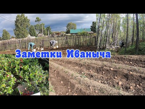Видео: На поиски брусники, картошку выкопали
