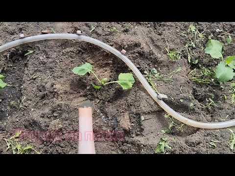 Видео: Высадка рассады капусты в открытый грунт 🥬🥦🥬