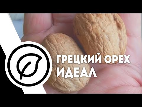 Видео: Саженцы грецкого ореха. Идеал