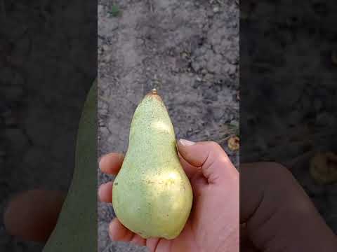 Видео: Груша “Аббат Фетель”