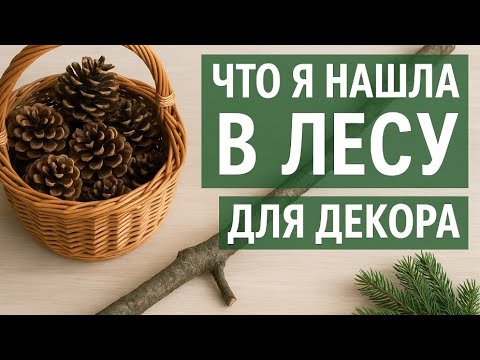 Видео: Материалы из леса для зимнего декора — мой сбор
