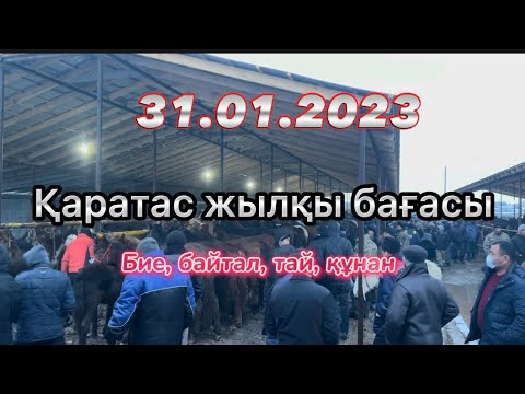 Видео: Шымкент Қаратас мал базары. Бие, байтал, құнан, тай, ат бағалары.