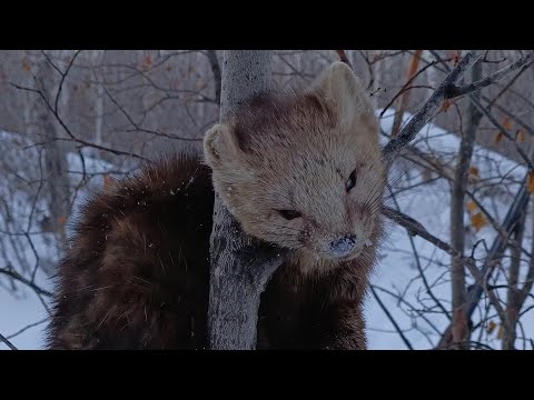 Видео: Проверка капканов часть #3,кучно попало!