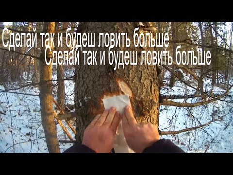 Видео: Промысел Соболя-Секрет Деда Промысловика как маскировать Капкан Салфеткой