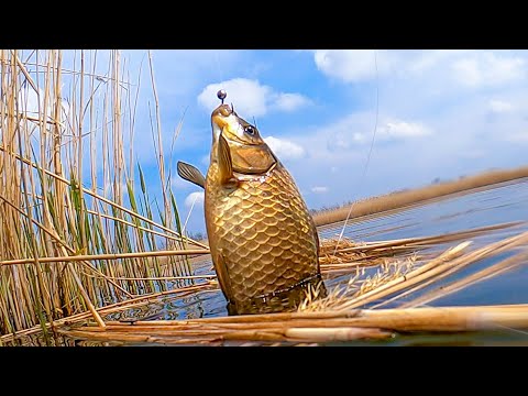 Видео: ПРОХОДИМЕЦ-ХИТРАЯ СНАСТЬ на КАРАСЯ!!! СМОТРЕТЬ до КОНЦА!!! Рыбалка на Поплавок!