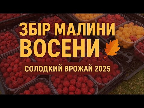 Видео: Збір малини восени 🍇 Ремонтантні сорти | Огляд ягідника + новий сайт саджанців