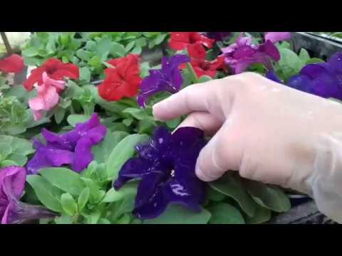 Видео: 17.04.2019.ПЕТУНИЯ ,СЕКРЕТЫ РАСКРЫВАЮ .....