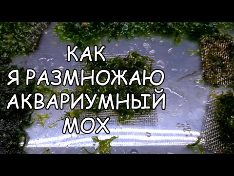 Видео: КАК Я РАЗМНОЖАЮ АКВАРИУМНЫЙ МОХ