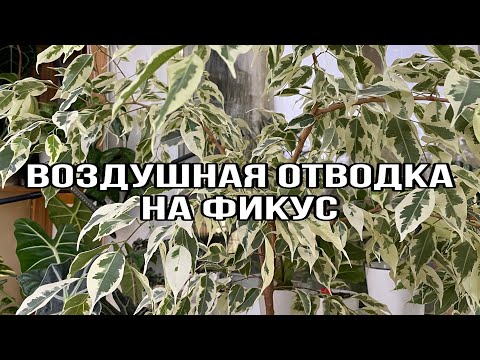 Видео: Воздушная отводка на фикус | Размножение фикуса отводкой | ОТВОДКА