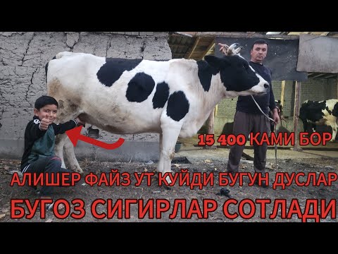 Видео: АЛИШЕР ФАЙЗ БУГУН ХАМ ЙОНДРИБ ТАШАДИ ОГАН ОГАНДКИ БУЛИБ КОЛДИ БУКИН ДУСЛАР 