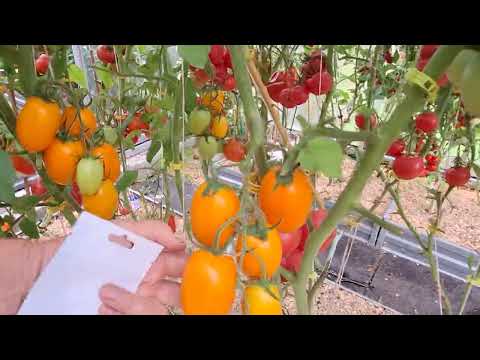 Видео: Обзор томатов 2024!