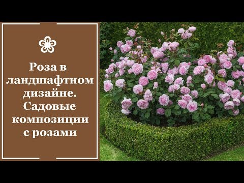 Видео: ❀ Роза в ландшафтном дизайне. Садовые композиции с розами