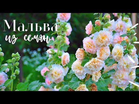 Видео: Мальва из семян - как сеять для красивого цветения