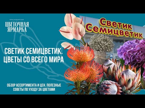 Видео: Ярмарка цветов. Светик Семицветик. Цветы со всего мира