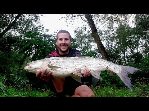 Видео: Дністер, вечір. ТРОФЕЙНИЙ ЖЕРЕХ 4 кг на спінінг.