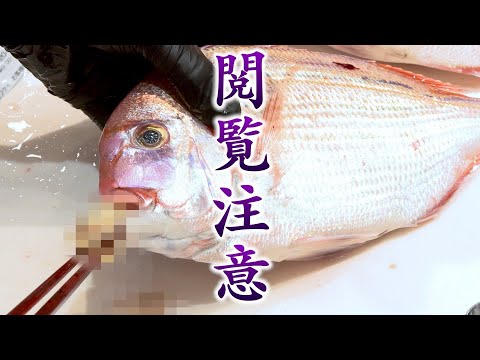 Видео: Смотрите это видео только если готовы. Изо рта рыбы вышло нечто шокирующее...