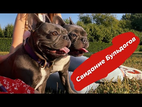Видео: Бэйб и Хлоя:Свидание Бульдогов/Первая Течка/Корм/Уход/#Кобзевбулз #Kobzevbullz