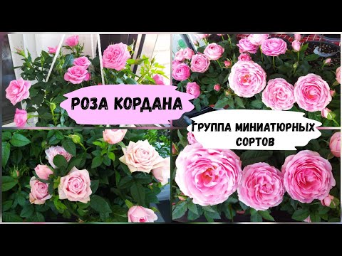Видео: Розы Кордана - миниатюрная группа сортов.
