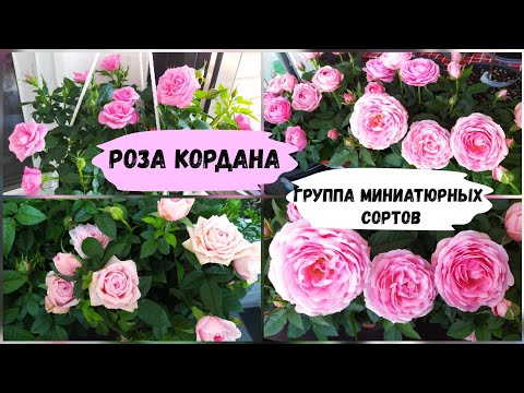 Видео: Розы Кордана - миниатюрная группа сортов.