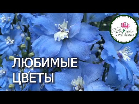 Видео: ВСПОМНИМ ЛЕТО. ЛЮБИМЫЕ ЦВЕТЫ