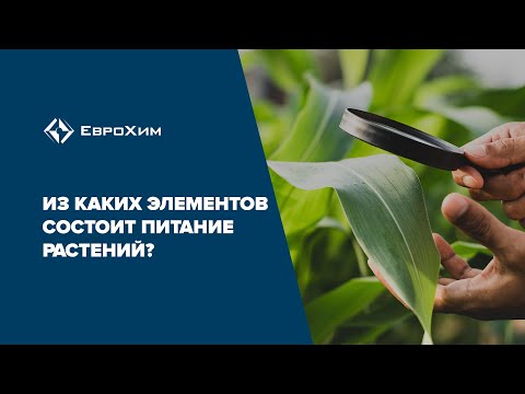 Видео: Из каких элементов состоит питание растений?