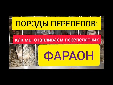 Видео: Породы перепелов:Фараон.Как мы отапливаем перепелятник.