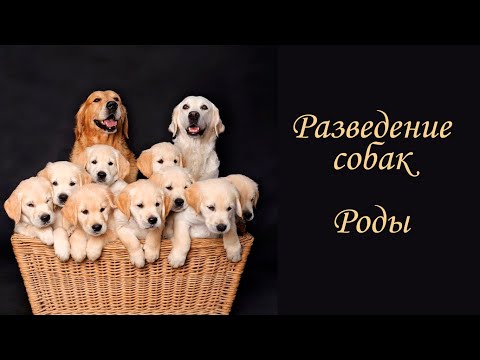 Видео: Разведение собак. Роды.