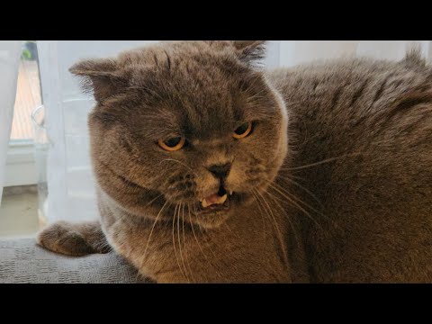 Видео: Опять злюка! / Смешные животные/ Британский кот 