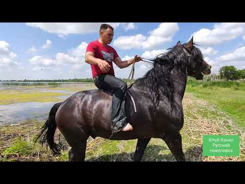 Видео: Жара, купание жеребца😊🐎