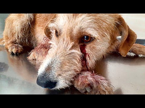 Видео: Женщина на трассе подобрала раненого пса, когда его увидел муж, то ПРИШЁЛ В УЖАС