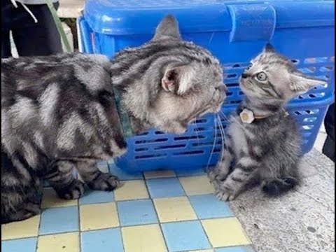 Видео: 😺 Мамочка, не ругайся! 🐈 Смешное видео с котами и котятами для отличного настроения! 😸