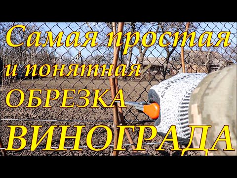 Видео: Самая простая и понятная ОБРЕЗКА ВИНОГРАЛНОГО КУСТА