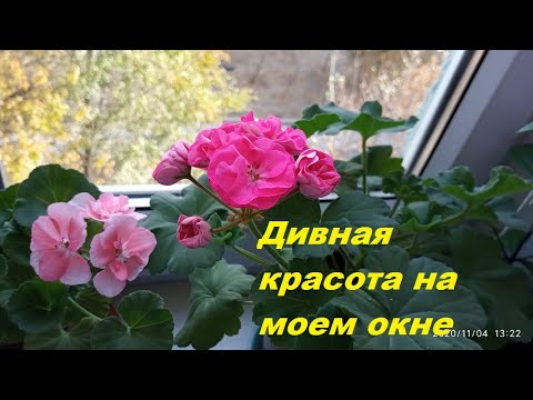 Видео: Пеларгония/Красивое цветение/Красота на окне