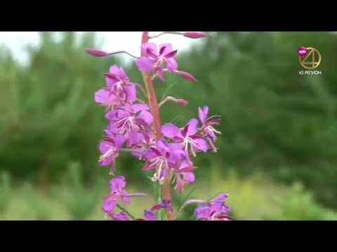 Видео: Дороги деревенские 27.07