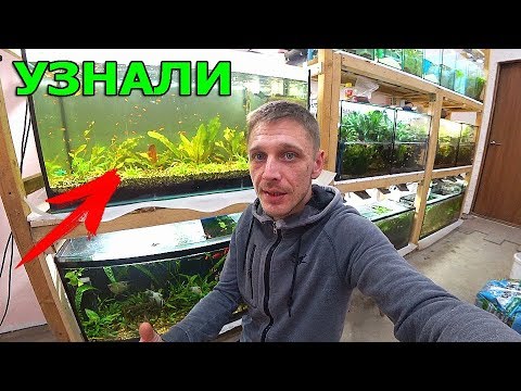 Видео: Взялся за голову от этого! Аквариум на земле перезагрузка
