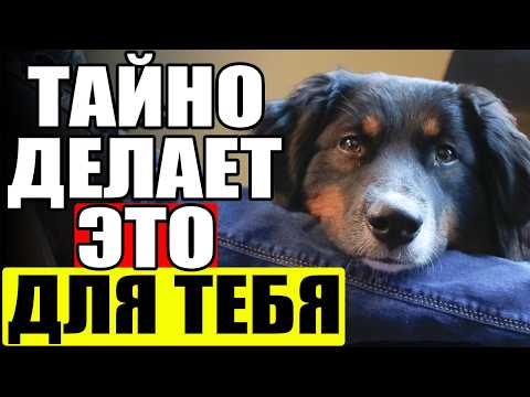 Видео: Эти ШОКИРУЮЩИЕ Вещи Ваша Собака ДЕЛАЕТ ДЛЯ ВАС Каждый День без вашего ведома