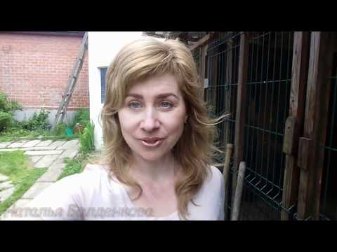 Видео: Секрет вкусного молока. Как я кормлю коз летом. Почему пахнет молоко!?