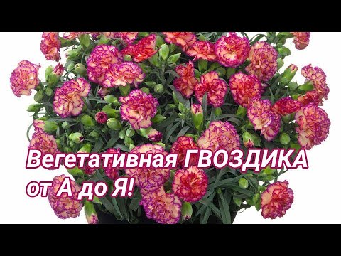 Видео: Вегетативная ГВОЗДИКА от А до Я.