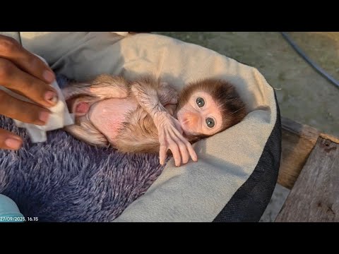 Видео: БЕДНЫЙ НУНО! ЭТА МАЛЕНЬКАЯ ОБЕЗЬЯНКА ОЧЕНЬ ПУГАЕТСЯ И ЧУВСТВУЕТ СЕБЯ НЕУДОБНО 😞