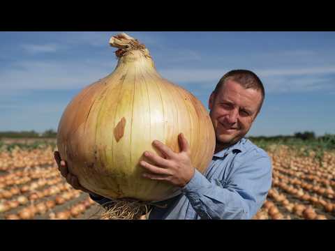 Видео: Факти про цибулю, які шокують. Ви дуже недооцінюєте цибулю.