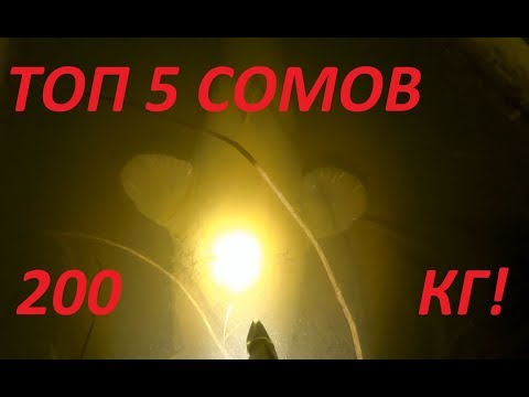 Видео: ТОП 5 крупных СОМОВ моего канала!200кг Сома в 5 рыбах!