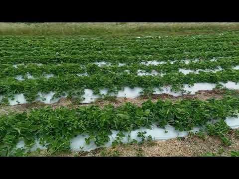 Видео: Защита клубники от болезней и вредителей