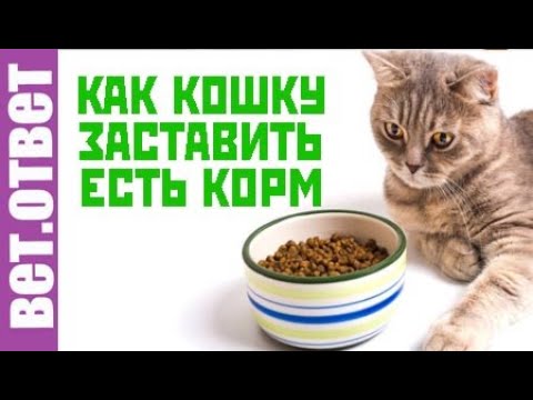 Видео: Как кошку заставить пить воду и есть лечебный корм.