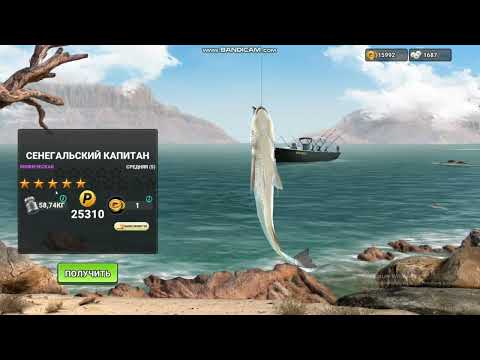 Видео: Советы для новичков в Fishing Clash | + Рабочие КОДЫ