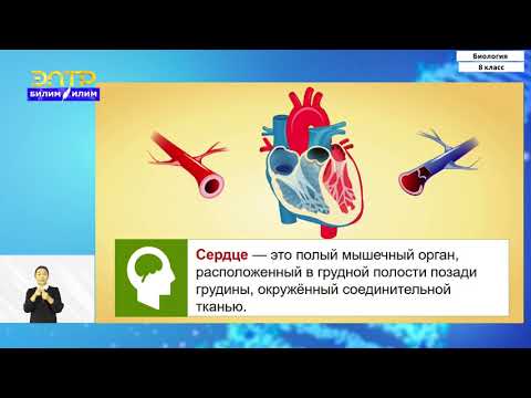 Видео: 8-класс | Биология  | Кровообращение. Органы кровообращения