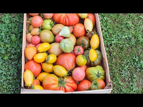 Видео: Тайната на дългия сезон при доматите 2025.. 🍅