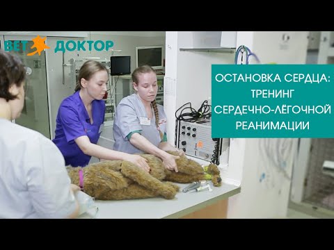 Видео: ОСТАНОВКА СЕРДЦА: тренинг сердечно-лёгочной реанимации