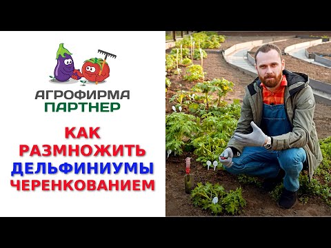 Видео: КАК РАЗМНОЖИТЬ ДЕЛЬФИНИУМЫ ЧЕРЕНКОВАНИЕМ