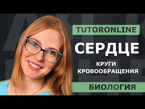 Видео: Сердце. Круги кровообращения | Биология | TutorOnline